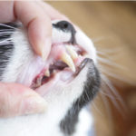 猫（にゃんこ）の口内炎・歯肉炎など口腔内トラブルとサプリメントについて