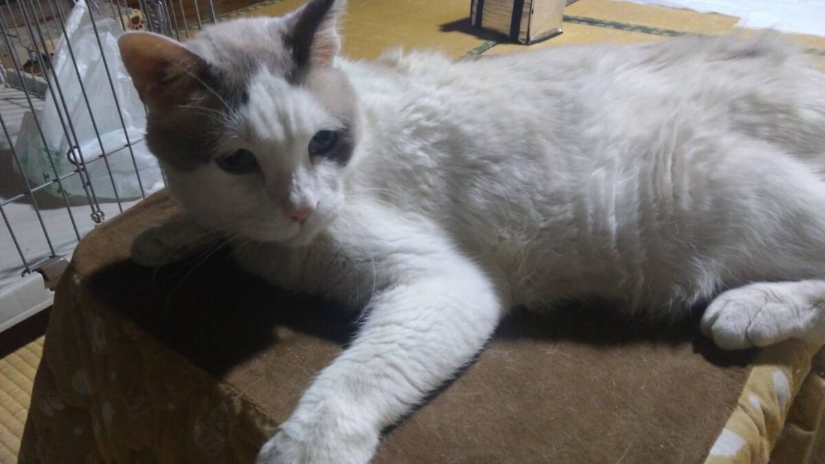 キキちゃんより～腎臓の血液検査結果の数値の改善ご報告がありました 