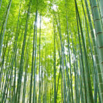 bamboo