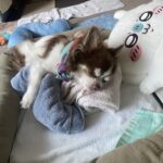 チワワ ”らびちゃん”